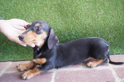 格安犬と里親募集の子犬販売 画像1