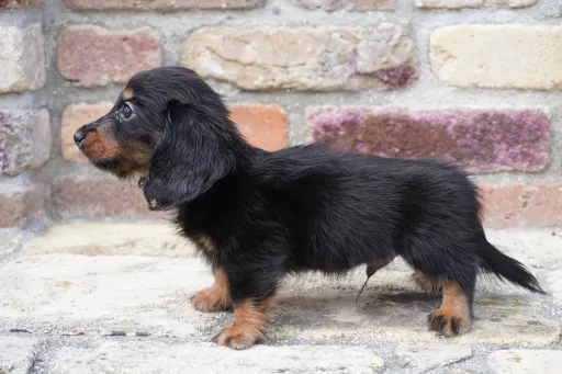 ダックスフンドの子犬販売 画像1
