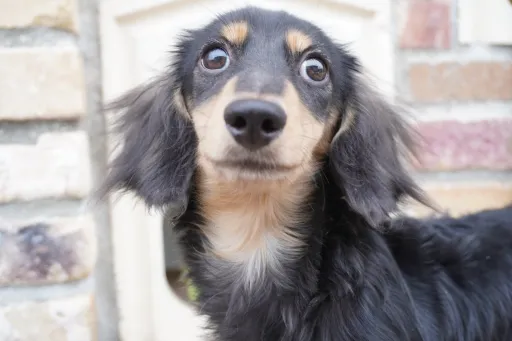 格安犬と里親募集の子犬販売 画像1