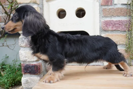 格安犬と里親募集の子犬販売 画像1