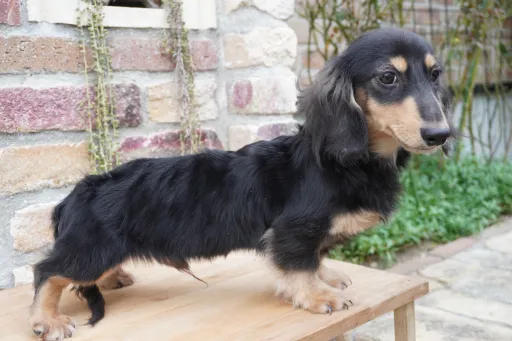 格安犬と里親募集の子犬販売 画像1