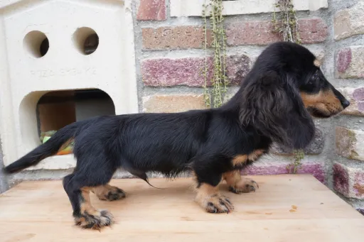 格安犬と里親募集の子犬販売 画像1