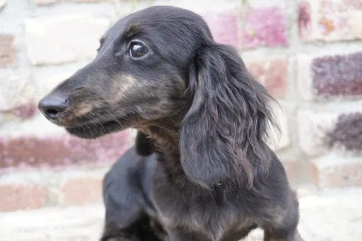 格安犬と里親募集の子犬販売 画像1