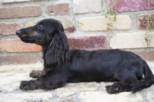 格安犬と里親募集の子犬販売 画像1