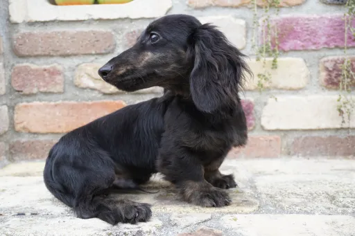 格安犬と里親募集の子犬販売 画像1