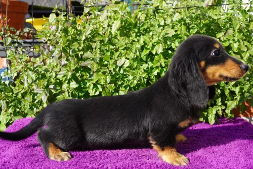 ダックスフンドの子犬販売 画像1