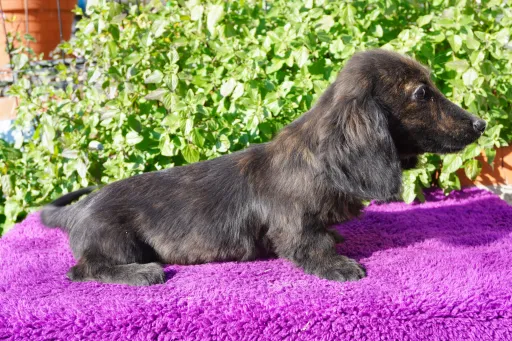 ダックスフンドの子犬販売 画像1