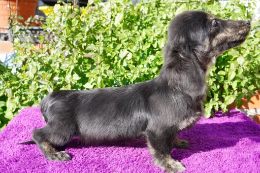 ダックスフンドの子犬販売 画像1