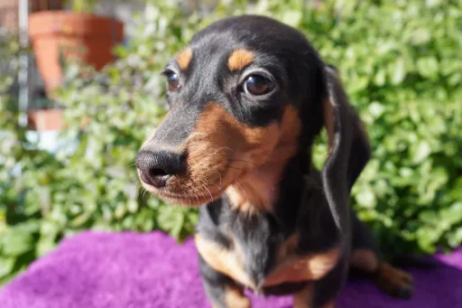 ダックスフンドの子犬販売 画像1