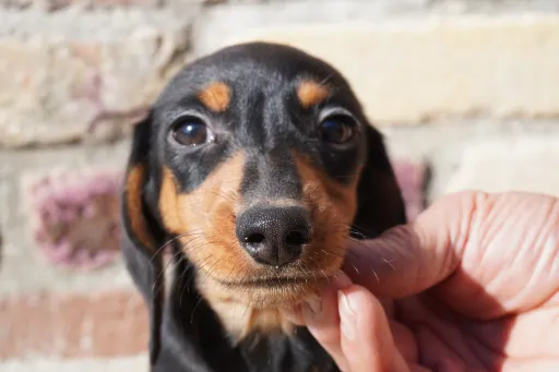 ダックスフンドの子犬販売 画像1