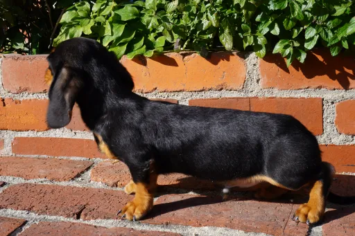 ダックスフンドの子犬販売 画像1
