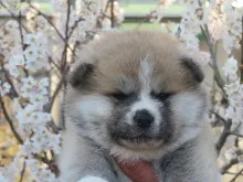 秋田犬