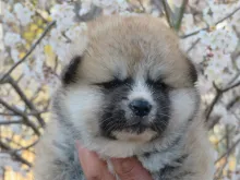 秋田犬