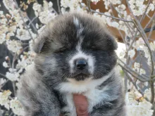 秋田犬