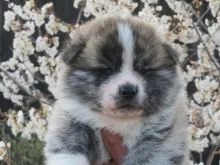 秋田犬