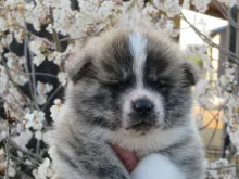 秋田犬