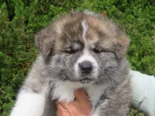 秋田犬