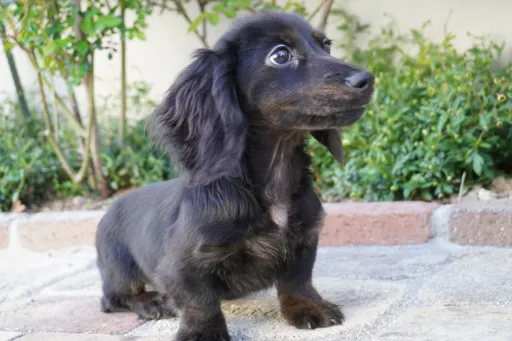 ダックスフンドの子犬販売 画像1