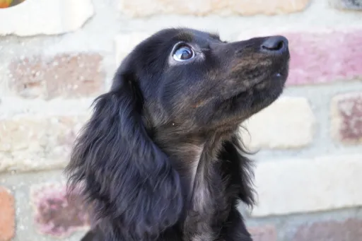 ダックスフンドの子犬販売 画像1