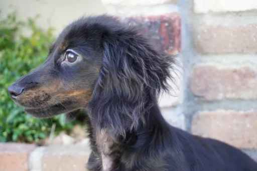 ダックスフンドの子犬販売 画像1