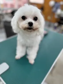 マルチーズ