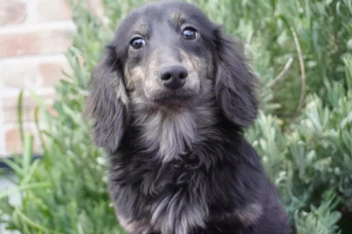 格安犬と里親募集の子犬販売 画像1