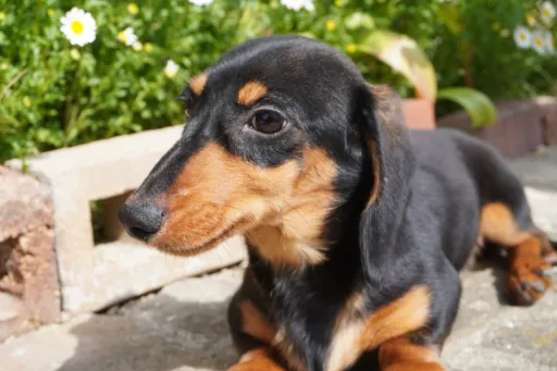格安犬と里親募集の子犬販売 画像1