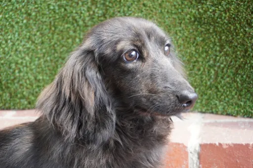 格安犬と里親募集の子犬販売 画像1