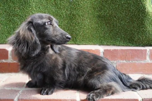 格安犬と里親募集の子犬販売 画像1