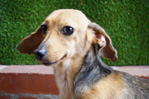 格安犬と里親募集の子犬販売 画像1