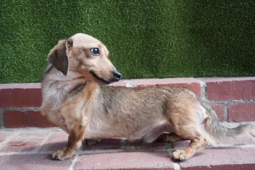 格安犬と里親募集の子犬販売 画像1