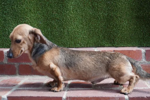 格安犬と里親募集の子犬販売 画像1