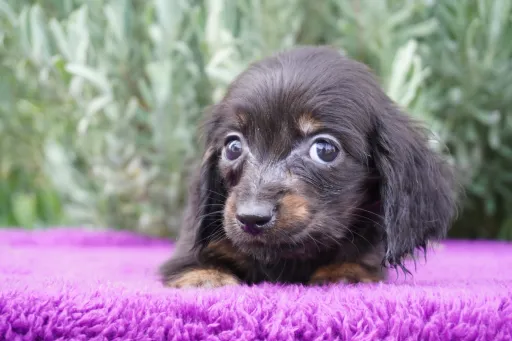 格安犬と里親募集の子犬販売 画像1