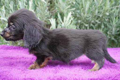 格安犬と里親募集の子犬販売 画像1