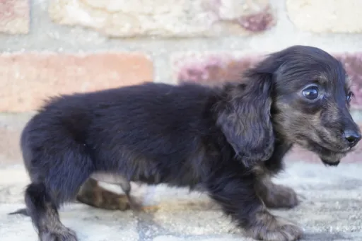 格安犬と里親募集の子犬販売 画像1