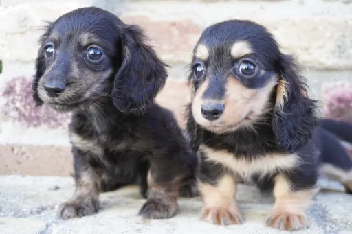 格安犬と里親募集の子犬販売 画像1