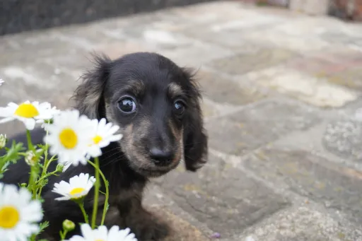 格安犬と里親募集の子犬販売 画像1