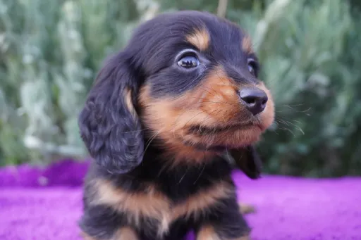 格安犬と里親募集の子犬販売 画像1