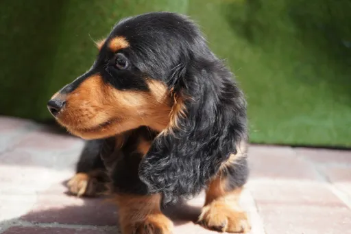 格安犬と里親募集の子犬販売 画像1