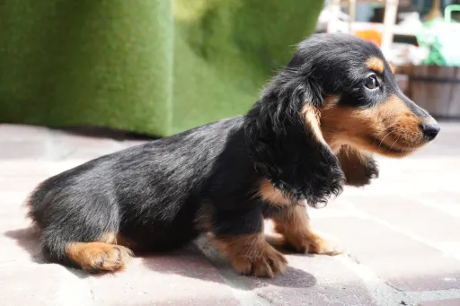 格安犬と里親募集の子犬販売 画像1