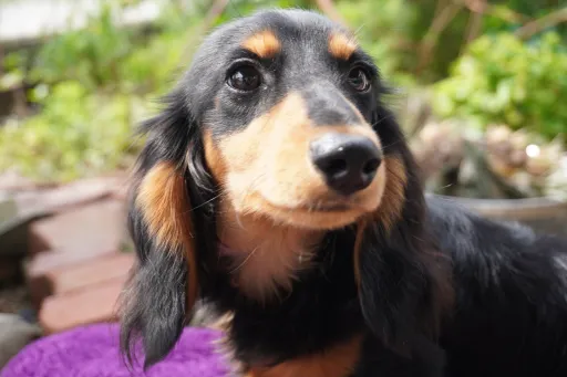 ダックスフンドの子犬販売 画像1