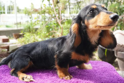 ダックスフンドの子犬販売 画像1
