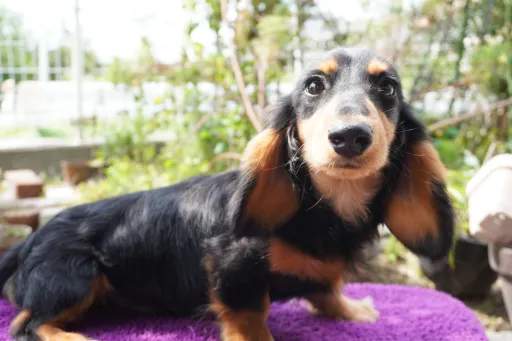 ダックスフンドの子犬販売 画像1