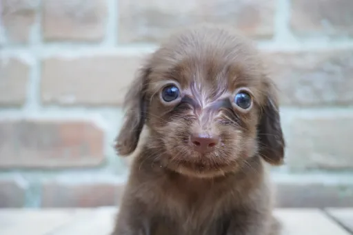 ダックスフンドの子犬販売 画像1