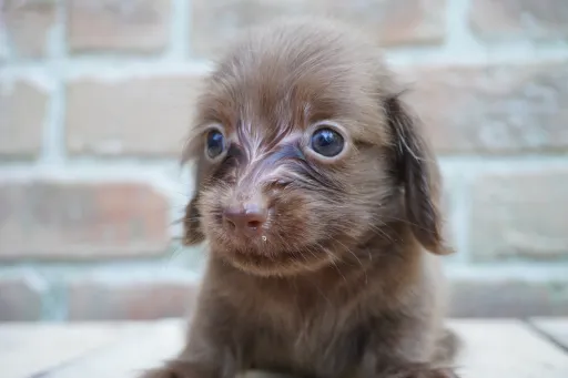 ダックスフンドの子犬販売 画像1