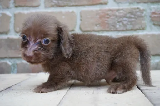 ダックスフンドの子犬販売 画像1