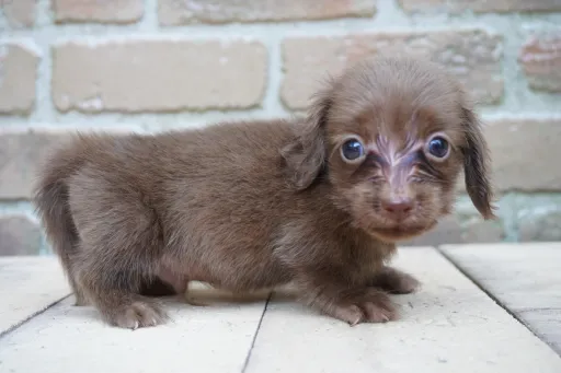 ダックスフンドの子犬販売 画像1