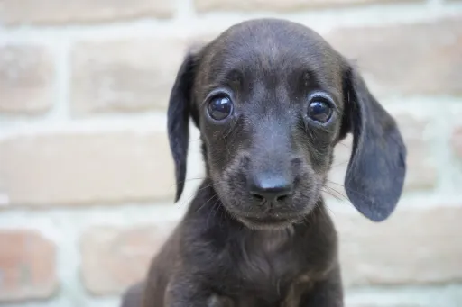 ダックスフンドの子犬販売 画像1