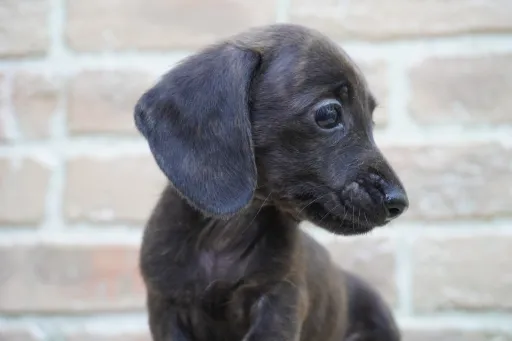 ダックスフンドの子犬販売 画像1