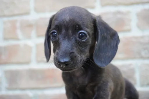 ダックスフンドの子犬販売 画像1